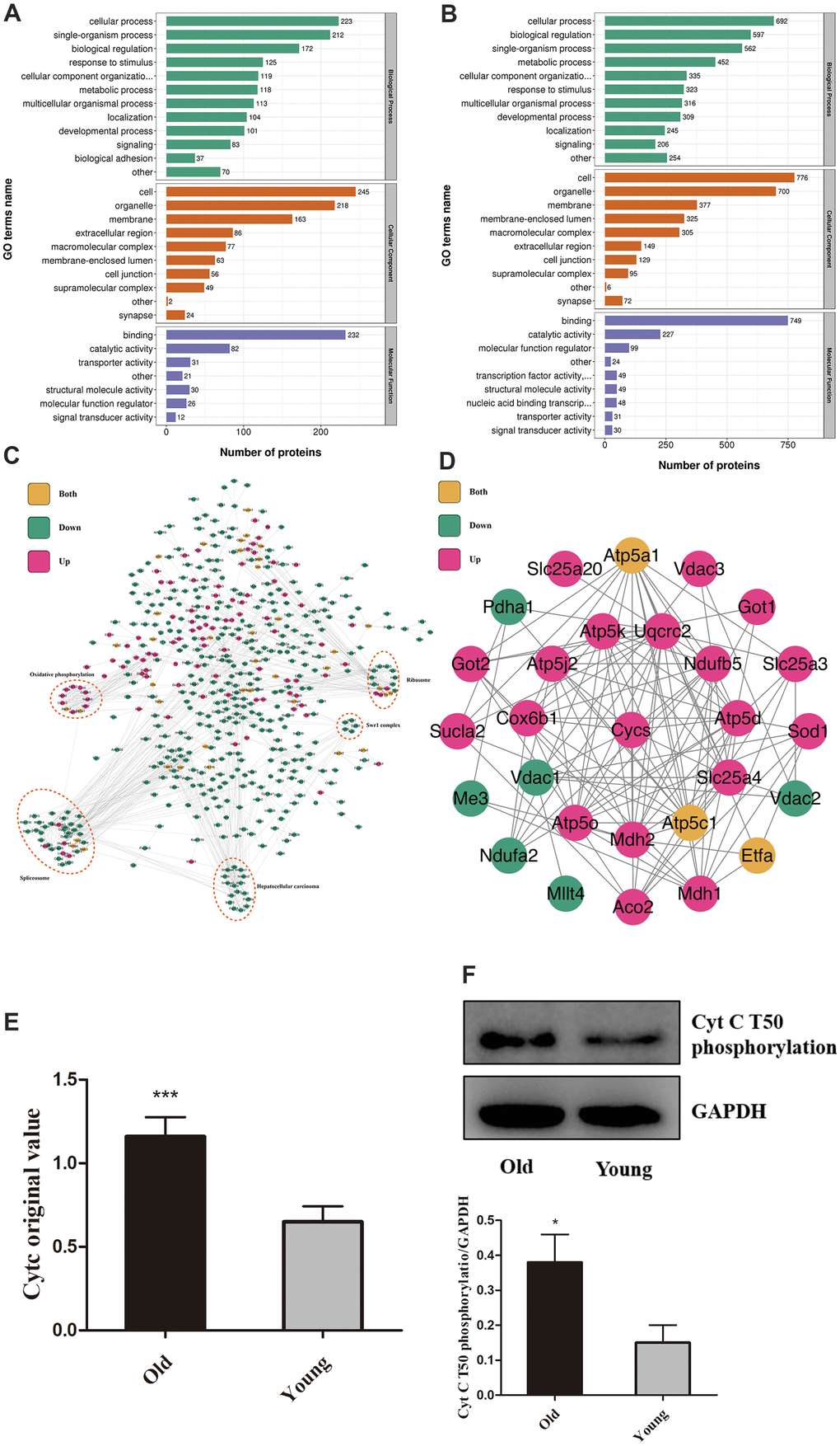 Aging increases Cytc T50 phosphorylation. Compared with the young, GO annotation revealed that biological function was up-regulated (A) in the old group and down-regulated (B). (C) Relationships between different proteins. (D) Magnified (Figure 1C) portion. (E) T50 expression is different in young and old heart tissue from proteomics. (F) T50 levels in isolated cardiomyocytes (from 8 weeks and 18 months-old mouse hearts) were measured by Western Blot, with specific antibody in Figure 2. n=5 in each group. Data expressed as mean±SD. *** P P 