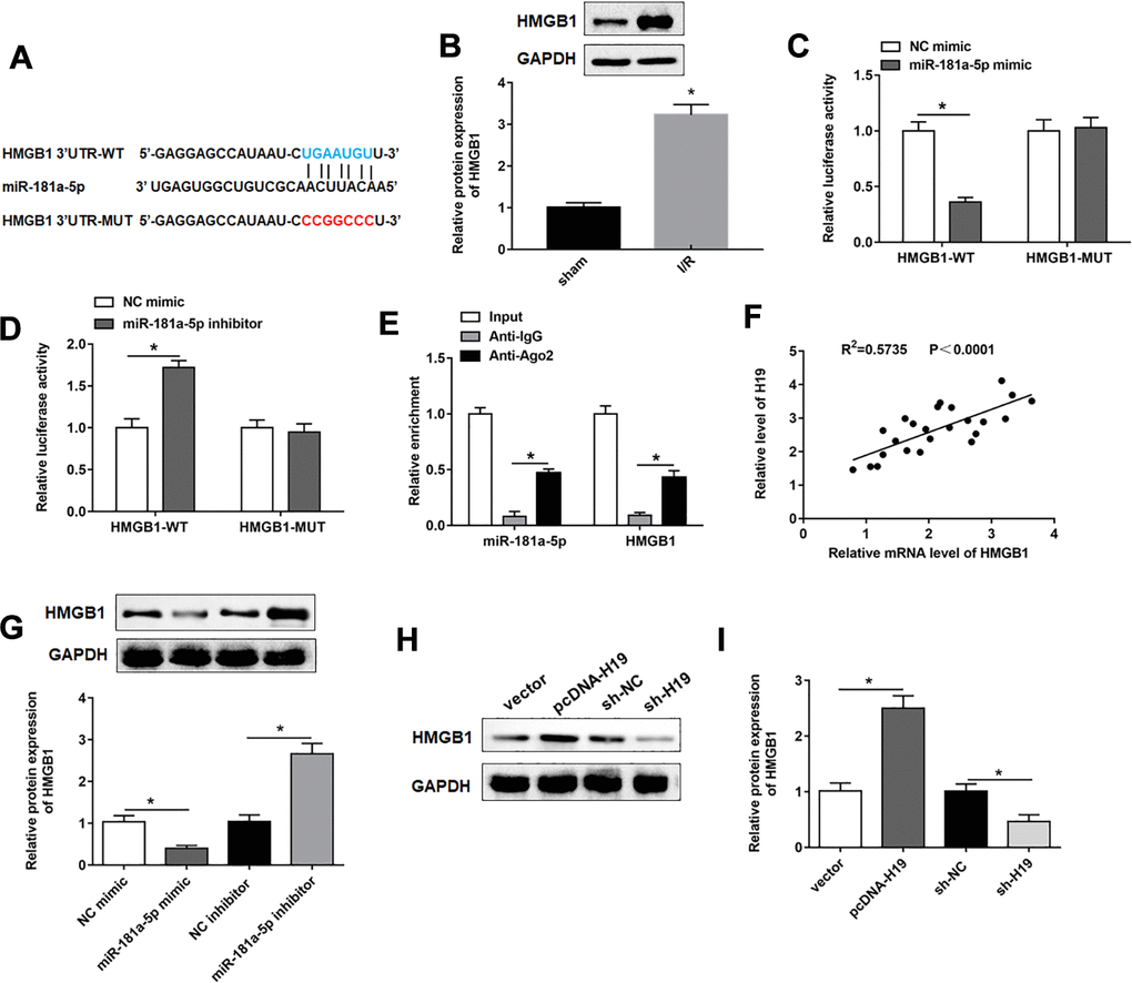 MiR-181a-5p targeted and negatively regulated HMGB1. (A) The sequences of HMGB1 3ʹUTR containing the miR-181a-5p binding sites or mutant binding sites were showed. (B) The expression of HMGB1 in the mouse spinal cord tissues following I/R. (C, D) Luciferase reporter gene assay was used to detect the luciferase activities of HMGB1-WT and HMGB1-MUT. (E) RIP assay was performed to determine the enrichment of miR-181a-5p and HMGB1 in Anti-Ago2 or IgG. (F) The correlations of the H19 and HMGB1 expression levels in the mouse spinal cord tissues following I/R were analyzed by Pearson correlation analysis. (G) The expression of HMGB1 was examined in PC12 cells transfected with miR-181a-5p mimic, miR-181a-5p inhibitor and their negative controls. (H, I) The expression of HMGB1 was examined in PC12 cells transfected with pcDNA-H19, sh-H19 and their negative controls. The results were presented as the mean ± SD. N = 3; *P