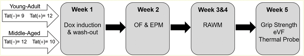 Time-course of behavioral testing. In week 1, Tat protein expression was induced in young adult (6–8 mos. old) and middle-aged (11–13 mos. old) male mice via doxycycline administration (30 mg/kg, i.p. for 5 d) followed by two days of doxycycline washout. In week 2, mice were assessed for affective-like behavior in the open field (OF) and elevated plus-maze (EPM). In weeks 3 and 4, spatial memory performance was assessed in a radial arm water maze (RAWM). In week 5, neuromuscular function was assessed by grip strength and nociceptive/analgesic responding was assessed via the electronic-Von Frey and thermal probe tests.