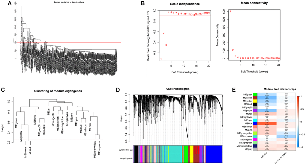 Identification of cancer stemness index-related modules by WGCNA. (A) Samples above the red line were removed because they were considered as the deflection of gene expression. (B) This represents the correlation coefficient R2 and mean connectivity in the scale-free network. (C) Calculate similarity between modules and merge modules with high similarity. (D) Hierarchical clustering of gene modules. (E) Heatmap of the correlation ship between gene modules and cancer stemness index.