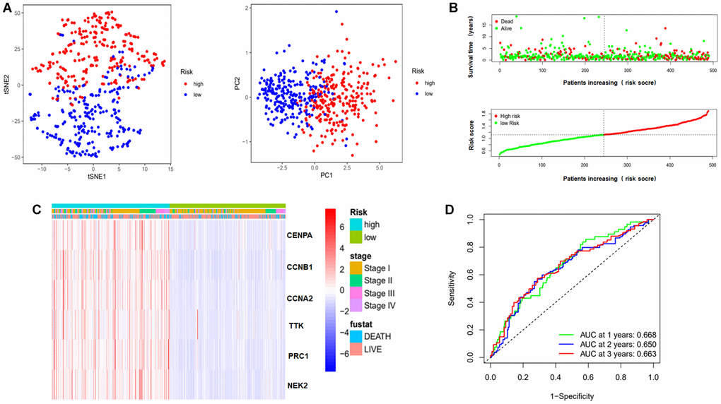 Evaluation of risk model. (A) PCA and t-SNE analysis to assess the sample of the risk model. Red dots represent high risk group, blue dots represent low risk group. (B) Risk score maps and survival status maps of patients in the high and low risk groups. In the survival status map, red dots represent death, green dots represent survival. In the risk score maps, green represents low risk and red represents high risk. (C) Clinical heat map representing the relationship between risk genes and clinical characteristics. (D) ROC curves to evaluate the prognostic effect of this model on overall survival at 1, 2, 3 years. Abbreviations: t-SNE: t-distributed stochastic neighbor embedding; PCA: Principal Component Analysis; AUC: area under the curve; ROC: receiver operating characteristic curve.