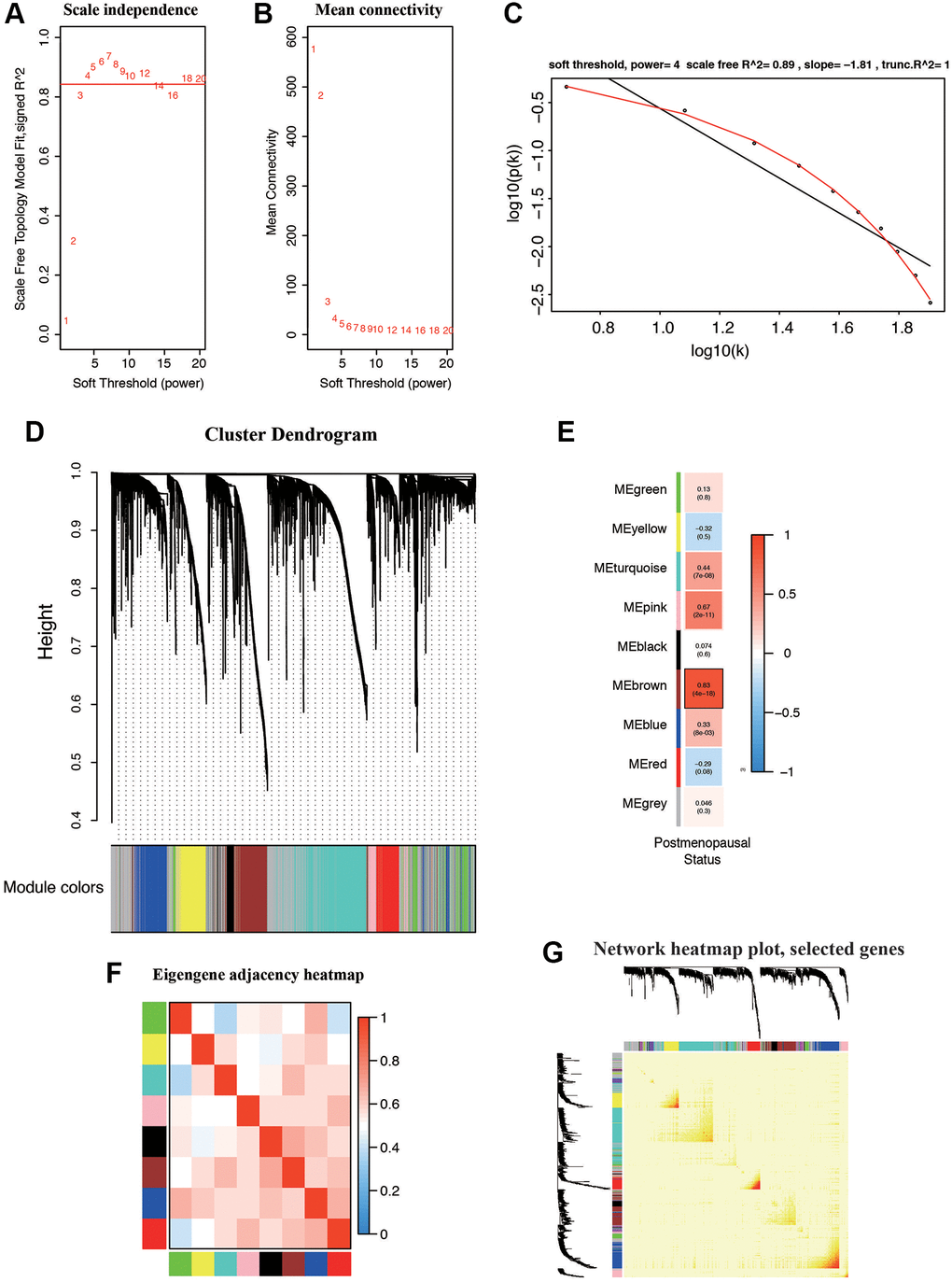 Weighted gene correlation network (WGCNA) on the RNA-seq database and selection of hub genes. (A, B) Screening and validation of the soft threshold. (C) Checking the scale free topology when β = 4. The x-axis demonstrates the logarithm of whole network connectivity, while the y-axis shows the logarithm of the corresponding frequency distribution. (D) Clustering dendrogram of common DEGs in EC tissues. (E) Correlation between modules and postmenopausal status. (F) Correlations between different modules. (G) Heatmap depicts the Topological Overlap Matrix (TOM) of genes selected for WGCNA. Light color represents lower overlap and deep color represents higher overlap.