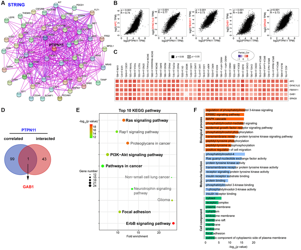 Enrichment and pathway analysis of PTPN11-related genes. (A) An experimentally validated network of interactions between PTPN11-binding proteins, as determined by STRING. (B) Expression association between PTPN11 and representative genes (APC, DYNC1LI2, FBXW11, GAB1, and SPAG9) among the top PTPN11-correlated genes identified by GEPIA2. (C) Correlation map of PTPN11 and APC, DYNC1LI2, FBXW11, GAB1, and SPAG9 expression in TCGA cancers. (D) Using a Venn diagram, only GAB1 was detected in both datasets of PTPN11-binding and associated genes. (E) KEGG pathway evaluation of PTPN11-binding and interacted genes. (F) Enrichment analysis of GO terms for PTPN11-binding and interacted genes.