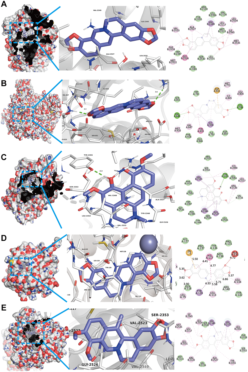 Top 5 docking modes between compounds and enriched genes of the TNF pathway are shown as 3D and 2D diagrams. (A) The binding modes of Coptisine to Ptgs2. (B) The binding modes of Coptisine to Pik3cb. (C) The interaction modes of Magnoflorine with Ptgs2. (D) The binding modes of Coptisine to Mmp9. (E) The interaction modes of 13-Methylberberine with Ptgs2.