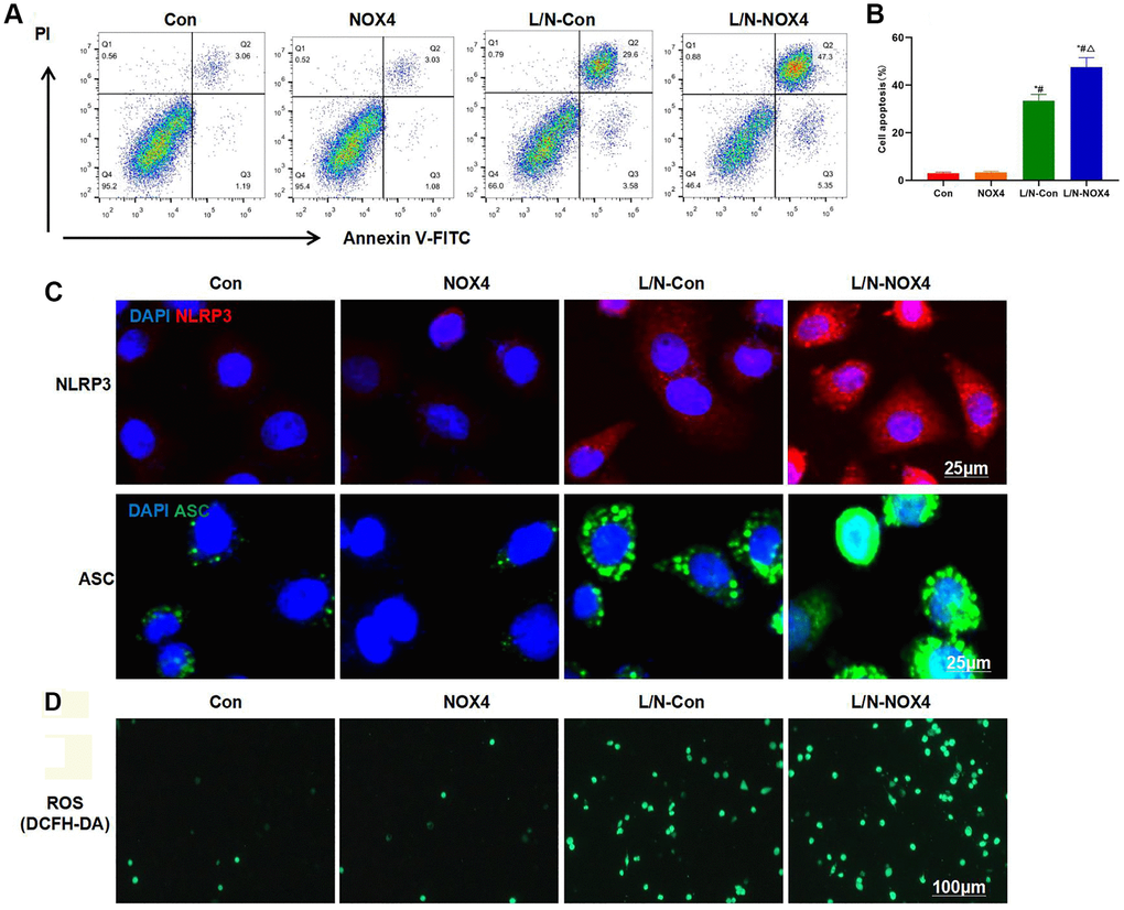 NOX4 promotes inflammatory injury in KCs. (A, B) Results of FCM assay (n = 3). The cell apoptosis levels in Con and NOX4 groups were relatively low, with no obvious inflammatory injury. Obvious cell apoptosis was observed in L/N-Con group, and the apoptosis rate was higher than that in Con and NOX4 groups. The cell apoptosis rate in L/N-Con group was further up-regulated, higher than that in L/N-Con group. *P #P △P C) Results of IF staining (n = 3). L/N promoted the activation of NLRP3 inflammasome, and the levels of NLRP3 and ASC increased. The levels NLRP3 and ASC further increased in L/N-NOX4 group, higher than those in L/N-Con group. (D) ROS detection by the DCFH-DA probe (n = 3). The numbers of positive cells in Con and NOX4 groups decreased, that in L/N group increased, and that in L/N-NOX4 group further increased, indicating that NOX4 promoted ROS expression under the inflammatory condition.