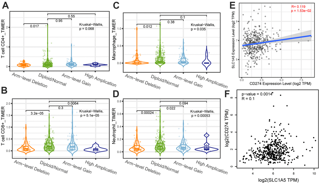 The correlation analysis between copy number variation of SLC1A5 and infiltrating immune cells (A) CD4+T cells, (B) CD8+T cells, (C) macrophages, (D) neutrophils. The x-axis depicts the copy number of SLC1A5 and the y-axis depicts the log-fold of immune infiltration levels. The correlation analysis between the expression level of SLC1A5 and the expression level of immune checkpoint gene (E, F) CD274.