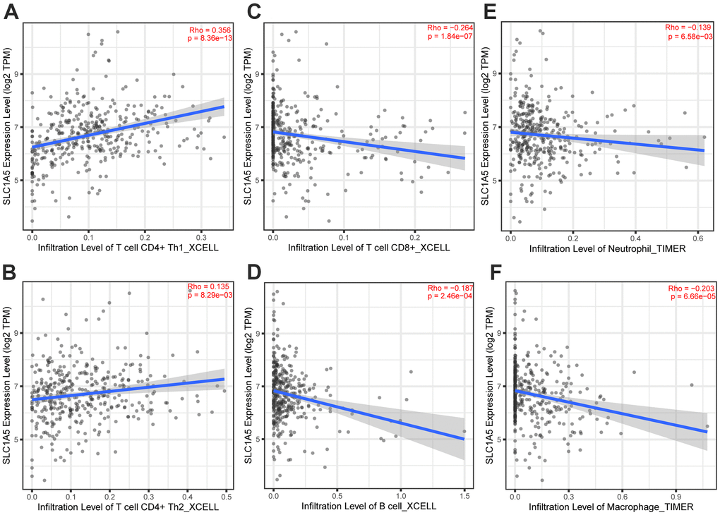 The correlation analysis between the expression level of SLC1A5 and the infiltration level of immune cells. The expression level of SLC1A5 was positively correlated to the infiltration level of (A, B) CD4+T cells. The expression of SLC1A5 was negatively correlated with the number of (C) CD8+T cells, (D) B cells, (E) neutrophils and (F) macrophages.