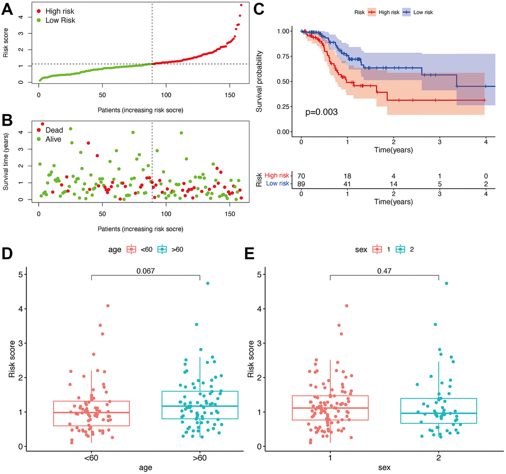 Prognostic prediction of the risk assessment model. Risk scores (A) and survival outcome (B) of each case. Kaplan-Meier survival curve of high-risk group and low-risk group (C). The scatter plot showed that age (D) and sex (E) were not significantly correlated with a risk score.