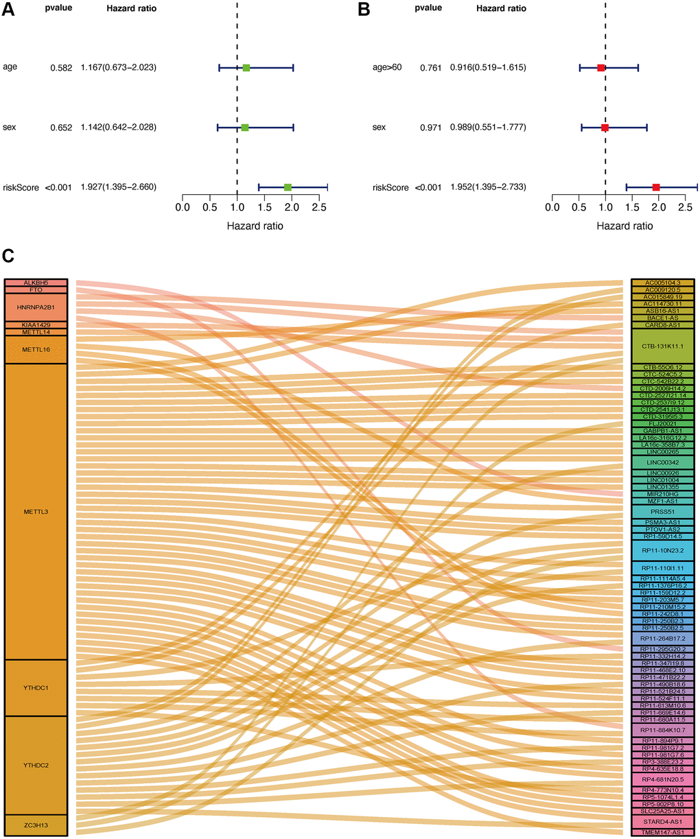 Application of risk assessment model in the clinical evaluation. Univariate and multivariate Cox regression analyses were carried out to analyze the clinicopathological features and shown by a forest map (A and B). Sankey Plot shows the link between m6A genes and related lncRNAs (C).