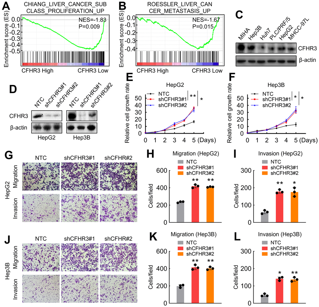 CFHR3 downregulation promotes HCC cell malignant phenotypes. (A, B) GSEA plots show enrichment of gene signatures associated with the liver cancer proliferation and metastasis in HCC tissues with a CFHR3 high as compared with a CFHR3 low (A, Chiang Liver Cancer Subclass Proliferation Up; B, Roessler Liver Cancer Metastasis Up). (C) CFHR3 protein levels in five HCC cell lines and normal liver cells (MIHA) were determined by western blot. (D) CFHR3 knockdown efficiency was validated by western blot in HepG2 and Hep3B cells, respectively. (E, F) Cell growth of CFHR3-knockdown HepG2 (E) and Hep3B (F) cells and negative control (NTC) cells were determined, respectively. (G–L) Migration and invasion of CFHR3-knockdown HepG2 (G–I) and Hep3B (J–L) cells and NTC cells were determined, respectively. (Remarks: * represents P 