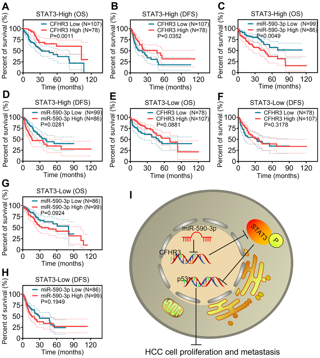 miR-590-3p/CFHR3/p-STAT3/p53 pathway is required for HCC patient poor prognosis. (A–D) The OS or DFS curves are based on CFHR3 transcript levels (A, B) or miR-590-3p levels (C, D) in HCC subgroups with STAT3 high expression. (E–H) The OS or DFS curves are based on CFHR3 transcript levels (E, F) and miR-590-3p levels (G, H) in HCC subgroups with STAT3 low expression. (I) A schematic overview of the signaling axis of miR-590-3p/CFHR3/p-STAT3/p53.