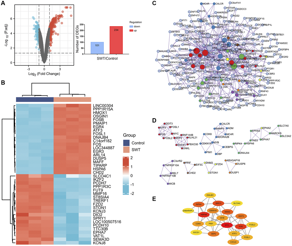 Differential gene expression patterns and network analysis of SWT-treated MCF7 cells. (A) Volcano plot (left) showing the gene expression patterns of SWT-treated MCF-7 samples. Red and blue represent upregulated genes (logFC ≥ 1) and downregulated genes (logFC ≤ -1), respectively, while gray indicates genes with no significant difference in expression. In addition, the respective numbers of significantly regulated genes are presented in histograms (right). (B) Heatmap analysis of the top 20 up- or downregulated DEGs. (C) PPI network analysis of DEGs. (D) MCODE module for gene clustering analysis. (E) Hub gene analysis of DEGs.