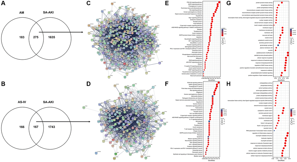 Astragalus membranaceus and AS-IV for SA-AKI target prediction. (A) Venn diagram of Astragalus membranaceus active compounds-related targets and SA-AKI-related targets. (B) Venn diagram of AS-IV active compounds-related targets and SA-AKI-related targets. (C) PPI network of potential targets of Astragalus membranaceus anti-SA-AKI. (D) PPI network of potential targets of AS-IV anti-SA-AKI. (E) KEGG pathway analysis of potential targets of Astragalus membranaceus anti-SA-AKI. (F) KEGG pathway analysis of potential targets of AS-IV anti-SA-AKI. (G) GO analysis of potential targets of Astragalus membranaceus anti-SA-AKI. (H) GO analysis potential targets of AS-IV anti-SA-AKI.