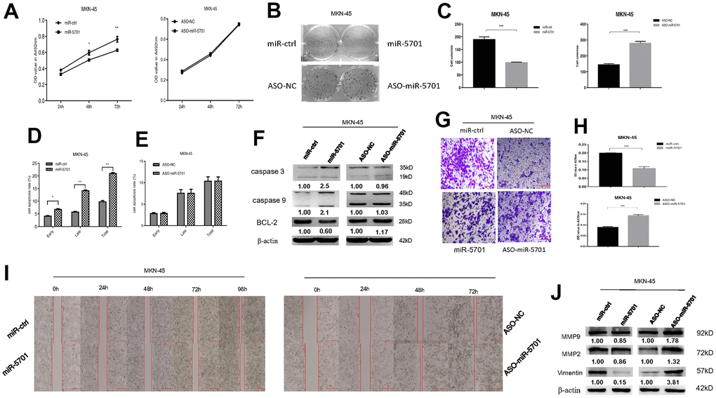 Expression and function of miR-5701 in GC cell line MKN-45 which was infected with miR-5701 or were treated with ASO-miR-5701. (A) Cell viability was measured by MTT assay at the time of 24h, 48h and 72h. (B, C) Cell proliferation was measured by colony formation assay; (D, E) Cell apoptosis was checked by flow cytometry; (F) Apoptosis-associated proteins were measured by Western blot; (G–J) Cell migration were measured by scratch assay and transwell assay, and migration associated proteins were measured by Western blot. Data are represented as the mean±SD and experiments were performed in triplicate; * p