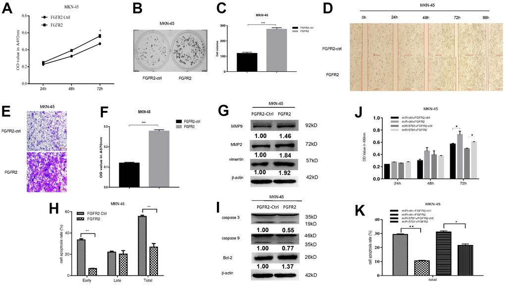 FGFR2 functions in MKN-45 cells. MKN-45 cells were transfected with FGFR2 overexpressed plasmid and (A) Cell viability was measured by MTT assay at the points of 24h, 48h and 72h; (B, C) Cell proliferation was measured by colony formation assay; (D–G) Cell migration was measured by transwell assay and scratch assay, and migration associated proteins were measured by western blot. (H, I) Cell apoptosis rates were measured by flow cytometry and apoptosis associated proteins were measured by Western blot. MKN-45 cells were transfected with FGFR2 overexpressed plasmid or its control, at the same time were infected with miR-5701 or its control, and (J) Cell viability were measured by MTT assay at the points of 24h, 48h and 72h; (K) Cell apoptosis rates were measured by flow cytometry at 48h.