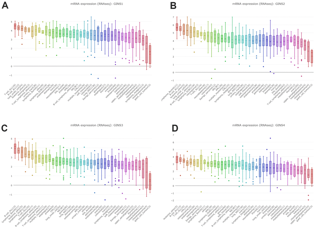 Expression of GINS transcription factors in sarcoma cell lines. (A) The expression of GINS1 in sarcoma cell lines. (B) The expression of GINS2 in sarcoma cell lines. (C) The expression of GINS3 in sarcoma cell lines. (D) The expression of GINS4 in sarcoma cell lines.