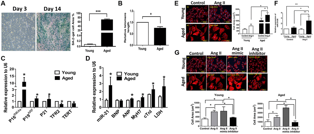 Angiotensin II (Ang II)-induced more cardiac hypertrophy and miR-21 expression in primarily isolated aged cardiomyocytes than in primary young cardiomyocytes. (A) The cultured neonatal rat cardiomyocytes for 14 days displayed cardiomyocytes senescence. SA-β-gal staining results for cardiomyocytes of neonatal rats. Blue precipitation in the cytoplasm was observed in the senescent cells. Percentage of β-gal-positive cardiomyocytes was increased in cultured cardiomyocytes for 14 days. (B) Telomere length expression in cardiomyocytes of neonatal rats. (C) The expression of cell senescence-associated protein in cultured neonatal rat cardiomyocytes was detected by qRT-PCR. (D) The levels of miR-21 and cardiac injury-associated genes in cultured neonatal rat cardiomyocytes were detected by qRT-PCR. (E) Immunofluorescence assay of F-actin was performed to identify the cell area in each group. Bar charts showing the individual cardiomyocyte cell areas. (F) The levels of miR-21 in cultured young and aged rat cardiomyocytes with and without treatment of Ang II detected by qRT-PCR. (G) Primarily isolated young and aged cardiomyocytes were transfected with a miR-21 mimic or inhibitor for 24 hours. Representative merged images of F-actin immunofluorescence staining of cardiomyocytes. Overexpression of miR-21 enhanced Ang II-induced cardiac hypertrophy, especially in primarily isolated aged cardiomyocytes. *P **P ***P N = 6–8).