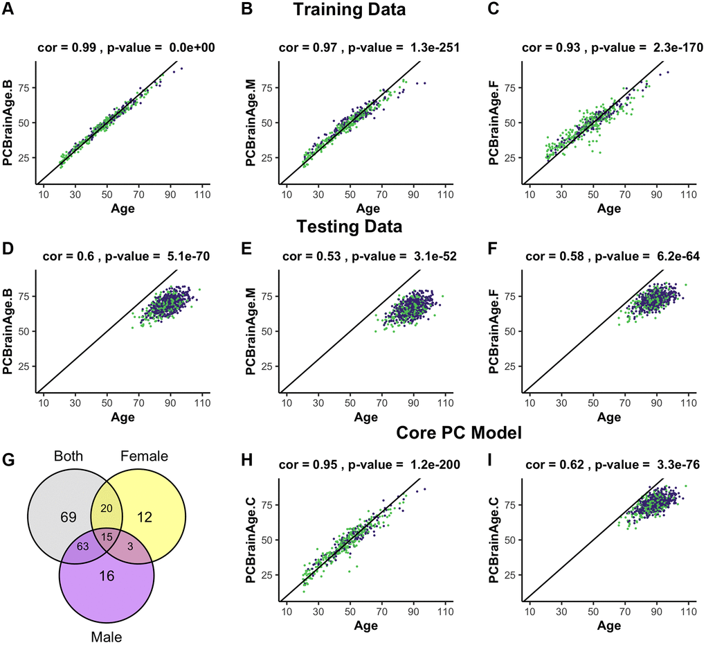 Training and testing of multiple iterations of PCBrainAge. Using the dataset from GSE74193, elastic net was used to predict age using principal component loadings in both sexes (A), only males (B), or only females (C). Here, we show the resultant predictions for each model in both females (purple) and males (green) regardless of training sex. Each model so trained is then predicted in all individuals from syn5850422 (D–F), regardless of sex or AD status. Each model selected a number of principal components to use for prediction, and we compared the selection of each model using a Venn diagram (G). Subsequent training of an elastic net model using only the 15 core principal components in both sexes is visualized (H) and compared to performance in the test dataset (I).