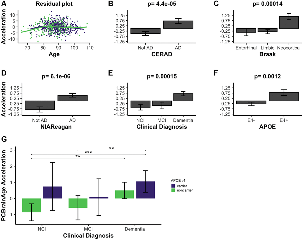 PCBrainAge acceleration is associated with indications of AD. (A) PCBrainAge residuals following multiple correction were verified to remain orthogonal to age using a scatterplot with LOESS curves for males (green) and females (purple). PCBrainAge Acceleration was subsequently analyzed in the context of CERAD scores (B), Braak stages (C), NIA Reagan scores (D), the ante-mortem clinical diagnosis (E), and the APOE ε4 carrier status (F) of each individual. P-values are the result of performing Kruskal-Wallis tests of nonparametric means amongst the categorical groups. Error bars for 3B-3F depict 1 standard error. (G) Acceleration was further broken down into cognitive groups by APOE ε4 carrier status for improved clarity. Error bars depict the 95% confidence interval. Significance levels based on BH adjusted p values are: *P **P ***P 