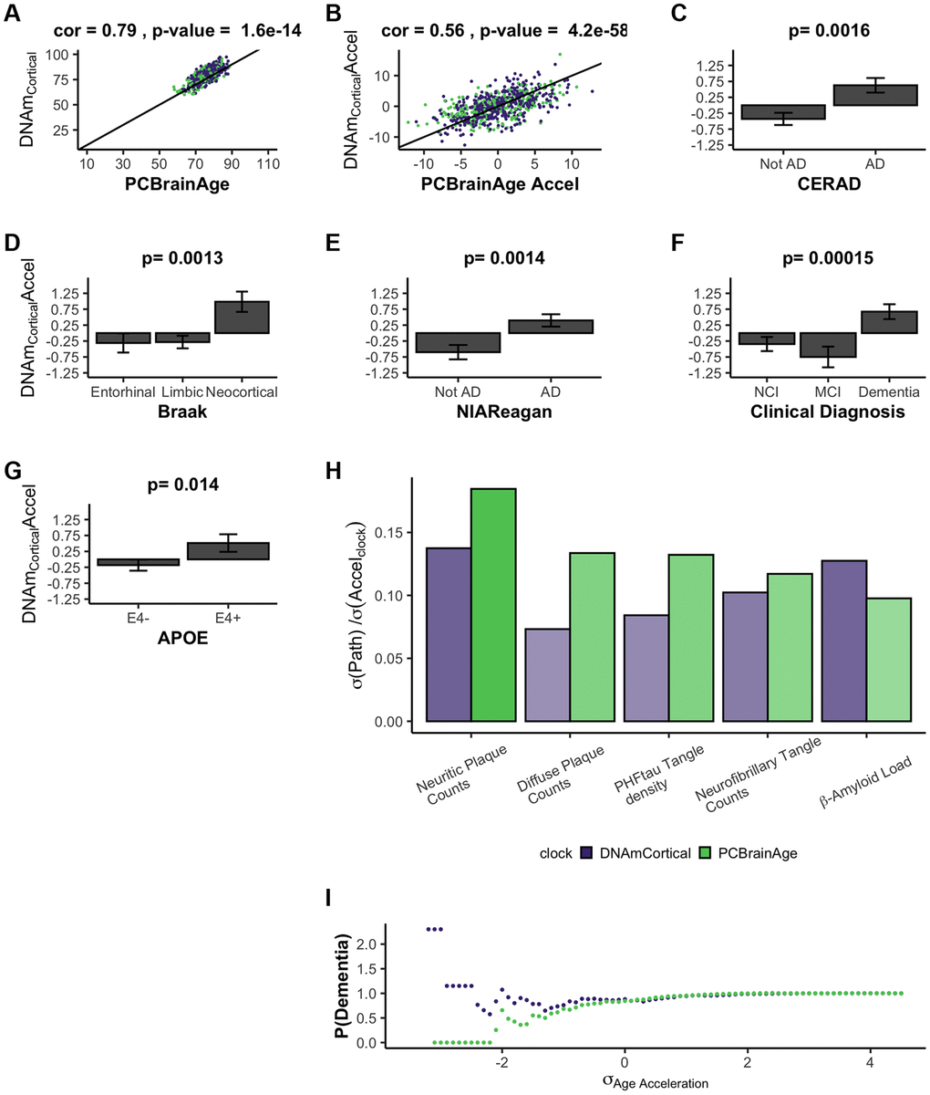 DNAmClockCortical prediction in test data comparable to PCBrainAge predictions. DNAmClockCortical was estimated in our test dataset, which is independent from its original training. We find that DNAmClockCortical has moderate correlation with age at death (A), and agreement with PCBrainAge accelerations for the same individuals (B). While DNAmClockCortical does exhibit clear acceleration in (advanced) AD patients (C–E), demented patients (F), and APOEε4 carriers (G), the p-values of the separation between groups are slightly attenuated versus those of PCBrainAge (see Figure 3). The standard deviation of various AD pathological characteristics per clock standard deviation are compared for DNAmCortical (pink) and PCBrainAge (blue) (H). Given individuals less than or equal to a standard deviation of age acceleration for each clock, the probability of patients being diagnosed with dementia normalized to the total cohort probability is shown for each clock (I).