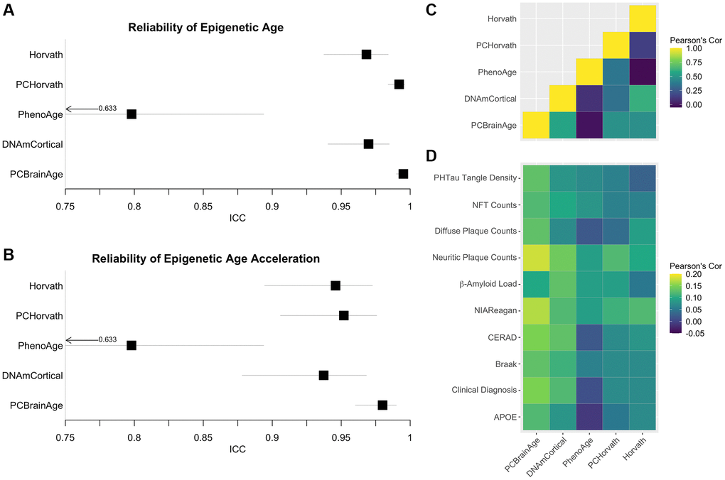 Reliability of Alzheimer’s associated DNAm clocks and correlated pathology. Test-retest reliability of DNAm clocks previously reported to associate with clinical or pathological criteria of AD was measured using two-way consistency ICC values, in a dataset of 34 pairs of cerebellum replicates (A). The procedure was repeated using simple age acceleration values defined as residuals from linear regression of clock scores on age and estimated proportion of neurons. (B). Multiple-regression residuals for these clocks computed in the test dataset from ROSMAP data were correlated to each other (C) and various clinical and pathological scores of AD across samples (D).