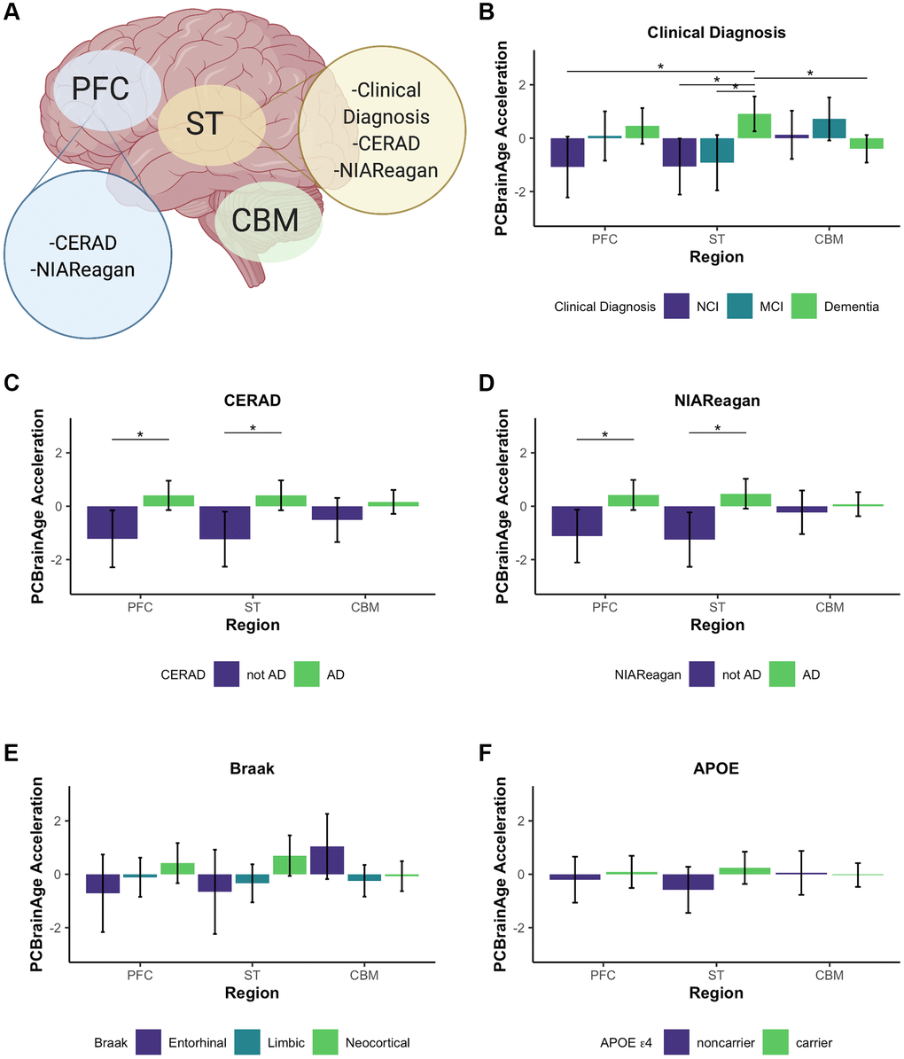 Multi-region methylation data recapitulates strong PCBrainAge acceleration associations in test data. Conclusions drawn from significant differences in PCBrainAge are graphically outlined by brain region, created with BioRender.com (A). Barplots show the mean PCBrainAge Acceleration as defined by the residual of our mixed linear effects model (eq. 1), with error bars corresponding to a 95% confidence interval. (*) denotes Benjamini Hochberg corrected p-values B), CERAD scores (C), NIA-Reagan scores (D), Braak Scores (E), and APOE ε4 carrier status (F).