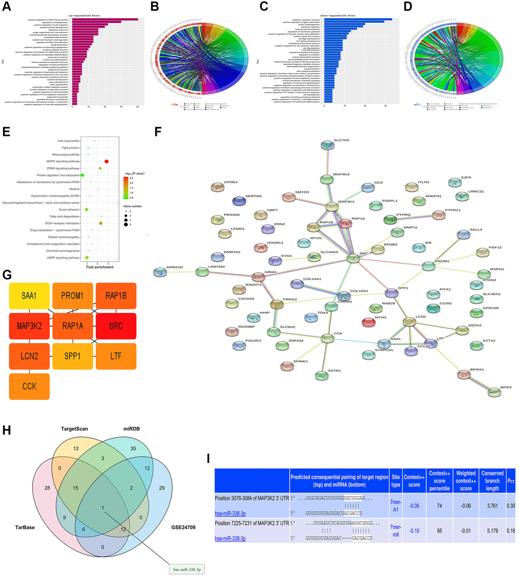 Bioinformatics analysis and prediction of miRNA target genes. (A, B) Up-regulated GO pathway of DEGs. (C, D) Down-regulated GO pathway of DEGs. (E) KEGG pathway chart. (F, G) Venn diagram and miRNA-mRNA binding sites (H, I).