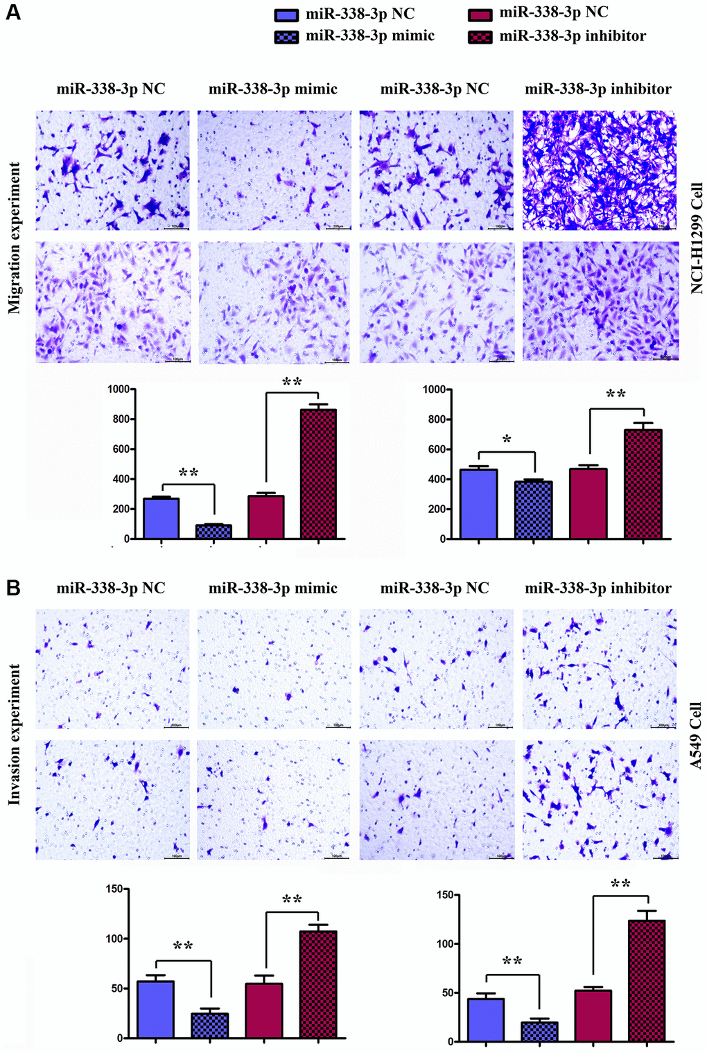 Detection of the number of migrating and invasive NCI-H1299 and A549 cells in each group by migration and invasion experiments. (A) Migration experiment shows the number of migrating NCI-H1299 and A549 cells (×400). **P B) Invasion experiment reveals the number of invasive NCI-H1299 and A549 cells (×400). **P 