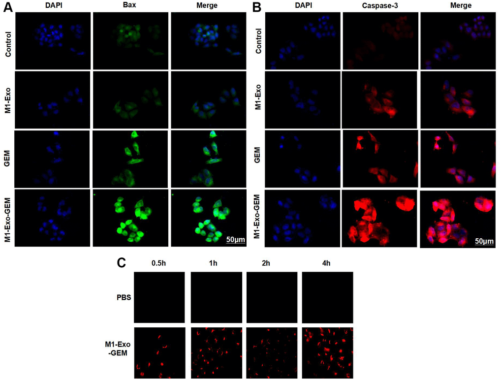 Effect of M1-Exo-GEM on MB49 apoptosis. (A, B) Caspase-3 and Bax were negatively expressed in the Control group, while M1-Exo and GEM could enhance the Caspase-3 and Bax expressions, as manifested by significantly higher fluorescence intensity than that of Control. In the M1-Exo-GEM group, these expressions were further up-regulated, with higher fluorescence intensity than that of M1-Exo and GEM. (C) M1-Exo-GEM could be taken up by MB49 cells, which were PKH-67-positive.