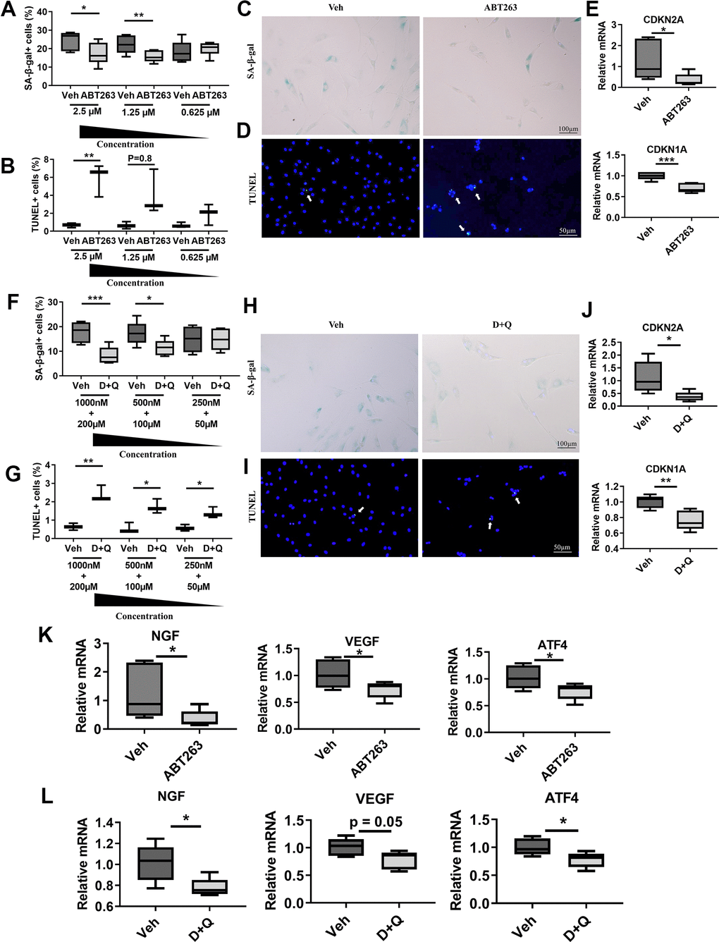 Senolytics (ABT263 and D+Q) decrease the senescence phenotype population and axon guidance and angiogenic factors in fibroblast-like synovial cells from human OA tissue. Quantification of (A) SA-β-gal+ (n = 6 per group) and (B) TUNEL+ cells in human OA fibroblast-like synovial cells treated with ABT263 (2.5 μM, 1.25 μM, and 0.625 μM) (n = 3 per group). Representative images of (C) SA-β-gal staining and (D) TUNEL staining of synovial cells treated with 1.25 μM of ABT263 or Veh for 3 days. (E) Relative mRNA expression levels of CDKN2A and CDKN1A in the synovial cells treated with ABT263 (1.25 μM) or Veh (n = 5 for Veh, n = 6 for ABT263). Percentage of (F) SA-β-gal + (n = 6 per group) and (G) TUNEL+ cells (n = 3 per group) in D+Q (D 1000 nM, 500 nM, 250 nM + Q 200 μM, 100 μM, or 50 μM). Representative images of (H) SA-β-gal staining and (I) TUNEL staining of human OA synovial cells treated with D+Q (D 500 nM + Q 100 μM) for 3 days. (J) Relative mRNA expression levels of CDKN2A and CDKN1A in the synovial cells treated with D+Q (D 500 nM + Q 100 μM) or Veh (n = 5 per group). Relative mRNA expression levels of NGF, VEGF, and ATF4 in the synovial cells treated with (K) ABT263 (1.25 μM), Veh (n = 5 for Veh, n = 6 for ABT263), (L) D+Q (D 500 nM + Q 100 μM), or Veh (n = 5 for Veh, n = 6 for D+Q). Whisker plots represent the 10th and 90th percentiles, and the line corresponds to the median. Two independent experiments were performed. * p 