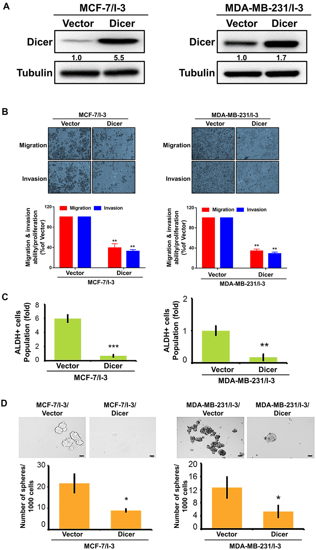 Overexpression of Dicer reduced enhances the migration, invasion, and stemness of breast cancer cells. (A) Western blot analysis of Dicer overexpression in highly invasive (MCF-7/I-3 and MDA-MB-231/I-3) cells. (B) The migration and invasion of the indicated cells were examined using the cell migration and invasion assays, respectively. (C) Flow cytometry of ALDH activity in Dicer-overexpressing breast cancer cells. (D) Self-renewal ability was examined in Dicer-overexpressing breast cancer cells by using the sphere formation assay. Data are presented as the mean ± SEM of three independent experiments. *P 