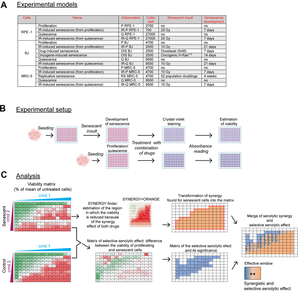 Scheme of the experimental setup and data analysis. (A) The summary of used senescence models, including their designation, the number of cells seeded, and time of senescence development. The seeding area was 0.322 cm2 per well of 96 well-plate. (B) Summary of the experimental procedure. Twenty-four hours after cell seeding, the senescent insult was applied to develop a senescent phenotype for a period depicted in (A). Control proliferating or quiescent cells were seeded 24 hours before the drug exposure. After 24-hour of single or combined compound treatment, the cultures were stained with crystal violet to quantify the amount of surviving cells by absorbance reading (A = 595). The cell viability was expressed as the percentage of the untreated population. (C) The analytical workflow. After treatment, the viability of senescent cells expressed as a percentage of a mean (n = 3) relative to untreated cells, scaled from 0 (red) to 100 percent (green), was subsequently analyzed by the SynergyFinder to determine the area of synergy for senescent cells transformed back into the matrix representing compound concentration (orange region; note that only compound combinations are presented). In parallel, the matrix of selective senolytic effect was obtained by subtracting the viability of senescent cells from the control population. The green gradient, which indicates the region where senescent cell viability was lower than the control population, was marked blue to highlight the region with a selective senolytic effect (note that only compound combinations are presented). Next, the compound concentrations giving selective senolytic effect were statistically evaluated by a two-tailed Student's t-test (*, P > 0.05; **, P 