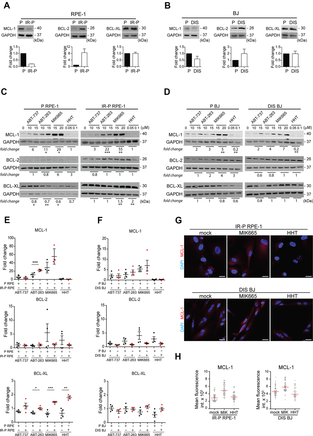 Analysis of the expression levels of the anti-apoptotic proteins in the cell populations resistant to ABT-263, ABT-737, MIK665, and HHT. Immunoblotting analysis of MCL-1, BCL-2, and BCL-XL anti-apoptotic protein levels in proliferating (P) and senescent cells induced by (A) IR (IR-P RPE) or (B) docetaxel (DIS BJ). The difference between the levels detected in P and IR-P or DIS cells is expressed as fold-change. Three independent experiments were analyzed. Immunoblotting analysis of MCL-1, BCL-2, and BCL-XL anti-apoptotic protein levels in (C) RPE-1 (P and IR-P) and (D) BJ (P and DIS) after 24-h long exposure to ABT-263, ABT-737, MIK665, and HHT. The difference between the untreated control and the 'resistant' population was expressed as the mean of fold change obtained for two concentrations in two independent experiments. (E, F) Quantitative analysis of immunoblots (presented in C and D) comparing the fold-change of anti-apoptotic protein levels in treatment-surviving populations between proliferating and senescent cells. The mean ± SD is shown. All statistical analyses were carried out using the two-tailed Student's t-test; *, P > 0.05; **, P G) Indirect immunofluorescence staining for MCL-1 levels (red signal) in senescent IR-RPE-1 and DIS-BJ cells after treatment with MIK665 (15 μM) and HHT (100 nM). Cell nuclei were stained by DAPI (blue signal). (H) Quantitative analysis of MCL-1 levels in individual cells (presented in G), expressed as a mean fluorescence intensity in cytoplasm of individual cells (n > 40). Two different regions of each individual cell were analyzed and their mean plotted. Note the heterogeneous MCL-1 expression represented as a variance of fluorescence signal. Bar, 30 μm.