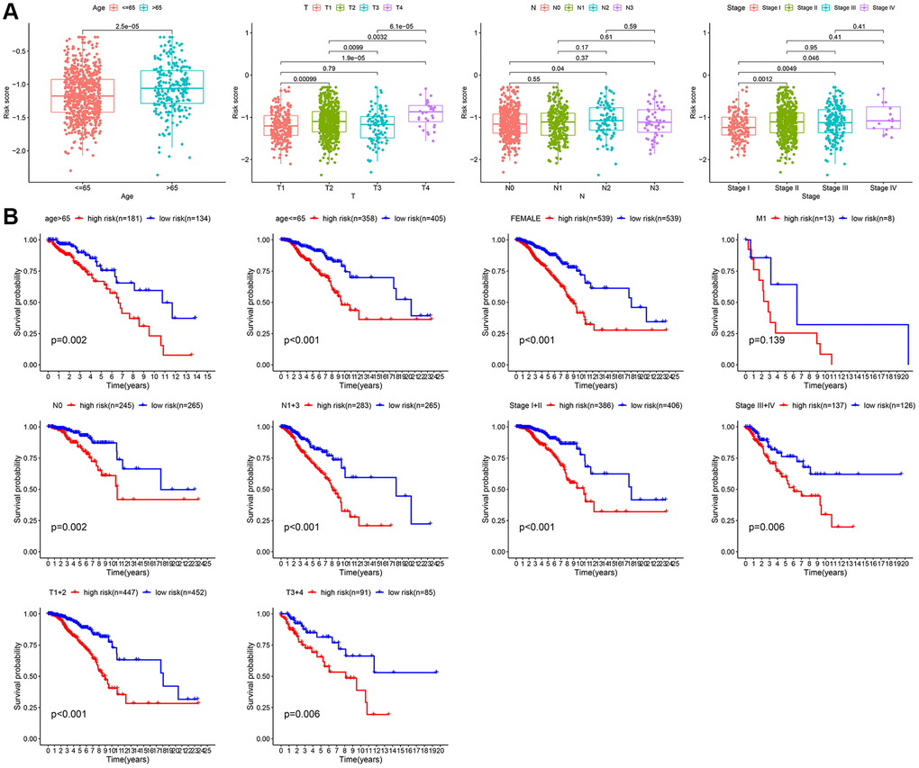 Subgroup analysis of the risk score. (A) Correlation of risk models with clinical characteristics. (B) Survival analysis between two risk subgroups during clinical subgroups.