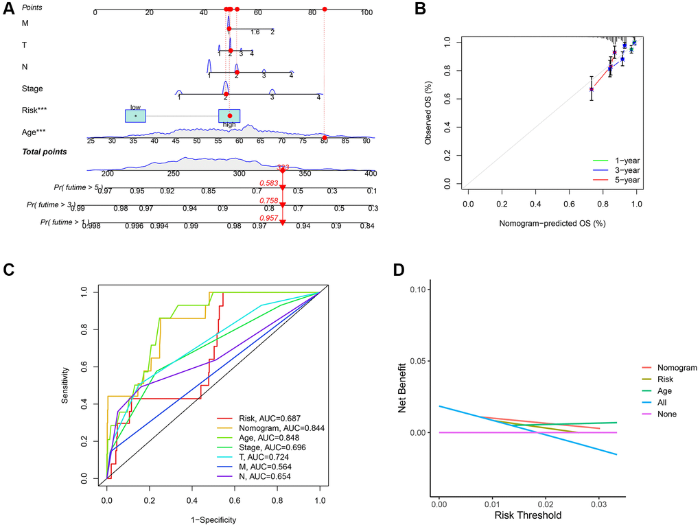 Establishment of nomogram model and calibration curves. (A) The predictive nomogram. (B) The calibration curves of the nomogram. (C) Receiver operating characteristic (ROC) curve analysis of the clinicopathological manifestations and nomogram. (D) The decision curve analyses (DCA) plot.