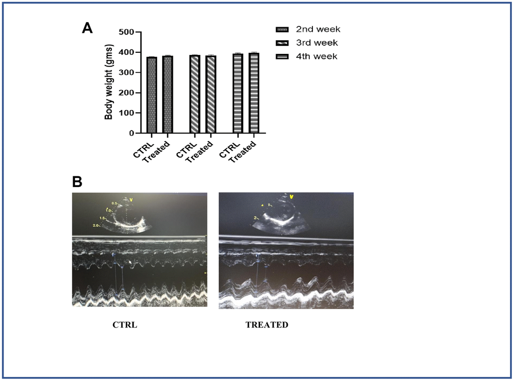 Effect of Artemisia argyi water extract in cardiac function. (A) Weight of the control and the treatment group monitored periodically. Artemisia argyi water extract was given with drinking water; intake levels were measured in the treatment group and compared with the control group to avoid weight loss due to dehydration. (B) Echocardiography was done to monitor the cardiac function of the aged subjects with/without treatment. Echocardiogram of the aging animals 4 weeks after treatment showed significant improvement in cardiac function.