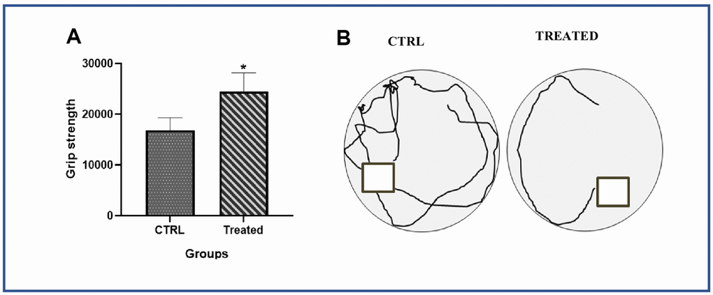 Effect of Artemisia argyi on performance values of forelimb grip strength and spatial recognition and memory in aging rat. (A) Forelimb grip strength of the aged rat were compared with the aged rat on Artemisia argyi treatment. Artemisia argyi water extract water extract had beneficial effects on forelimb grip strength in the aging rats. (B) Morris water maze test was performed to test the memory of the aging animal. Representative movement traces from the 2 group on the day of exploration.