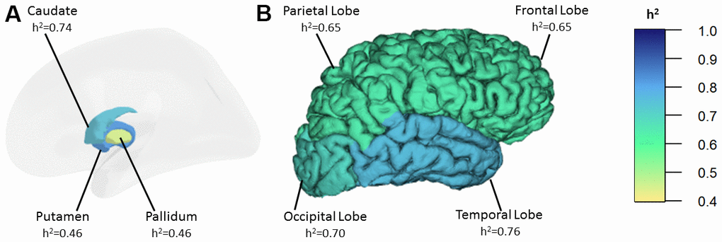 Heritability estimates of R2* iron in the basal ganglia (A) and in the cortex (B). h2: heritability.