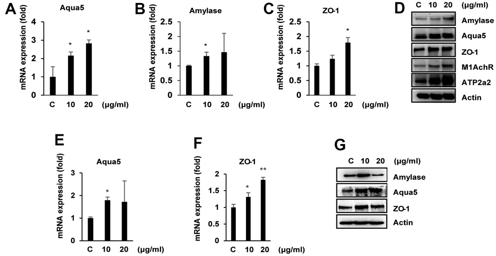 Effects of ascorbic acid on primary salivary gland cells (PSGCs) isolated from SAMP1/kl +/+ and SAMP1/kl-/- mice. (A–D) PSGS kl+/+ cells isolated from SAMP1/kl +/+ mice were treated with ascorbic acid at the indicated concentrations for 24 h. mRNA and protein expression of salivary gland functional proteins in PSGC kl+/+ cells were determined by qRT–PCR and Western blotting. *p E–G). Under the same conditions, the mRNA and protein expression of several salivary gland functional proteins under ascorbic acid treatment in PSGC kl-/- cells isolated from SAMP1/kl-/- mice. mRNA and protein expression were determined by qRT–PCR and Western blotting, respectively. *p p 