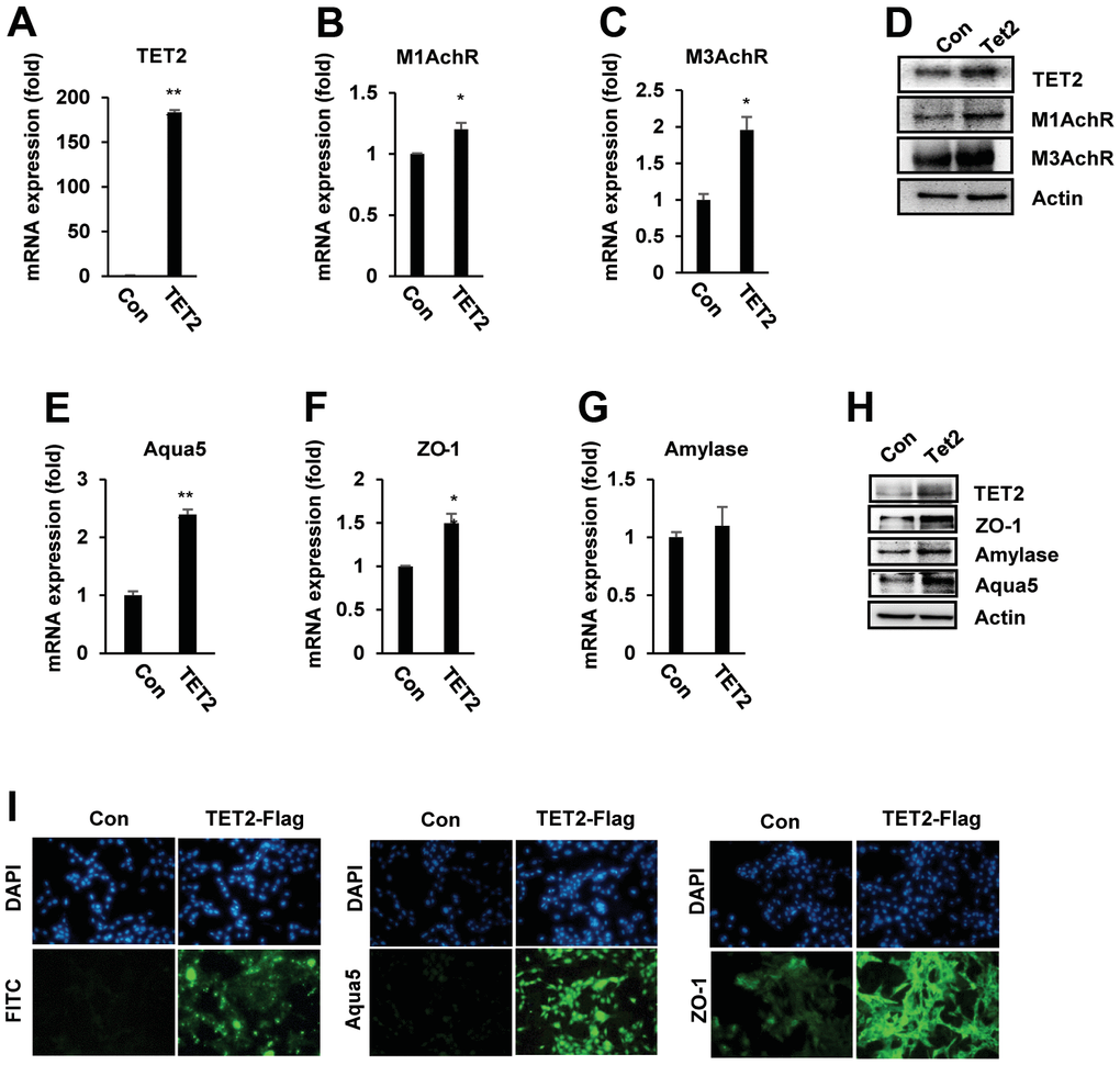 TET2 upregulated muscarinic receptor and salivary gland functional protein expression in PSGC kl +/+ cells. PSGC kl +/+ cells were transfected with the TET2 expression plasmid (pcDNA3-TET2-Flag) for 48 hrs. After transfection, qRT–PCR and Western blotting were performed to evaluate the mRNA and protein levels. (A–D) Expression of M1 and M3 muscarinic receptors (M1 and M3AchR) in PSGC kl +/+ cells overexpressing TET2. (E–H) Effect of TET2 on α-amylase, aqua5, and ZO-1 expression. Data are presented as the mean ± SD. *p p I) Immunocytochemistry staining of ZO-1 and Aqua5 in TET2-overexpressing PSGC kl +/+ cells. PSGC kl +/+ cells were transfected as above for 48 h. After transfection, anti-mouse Flag antibody and Alexa Flour 488-labeled sheep anti-mouse secondary antibody were used to detect TET2 proteins. Aqua5 and ZO-1 were detected by primary anti-rabbit Aqua5 and ZO-1 antibodies and Alexa Flour 488-labeled sheep anti-rabbit secondary antibodies (I). Bar: 100 μm. Images were observed with a confocal microscope.