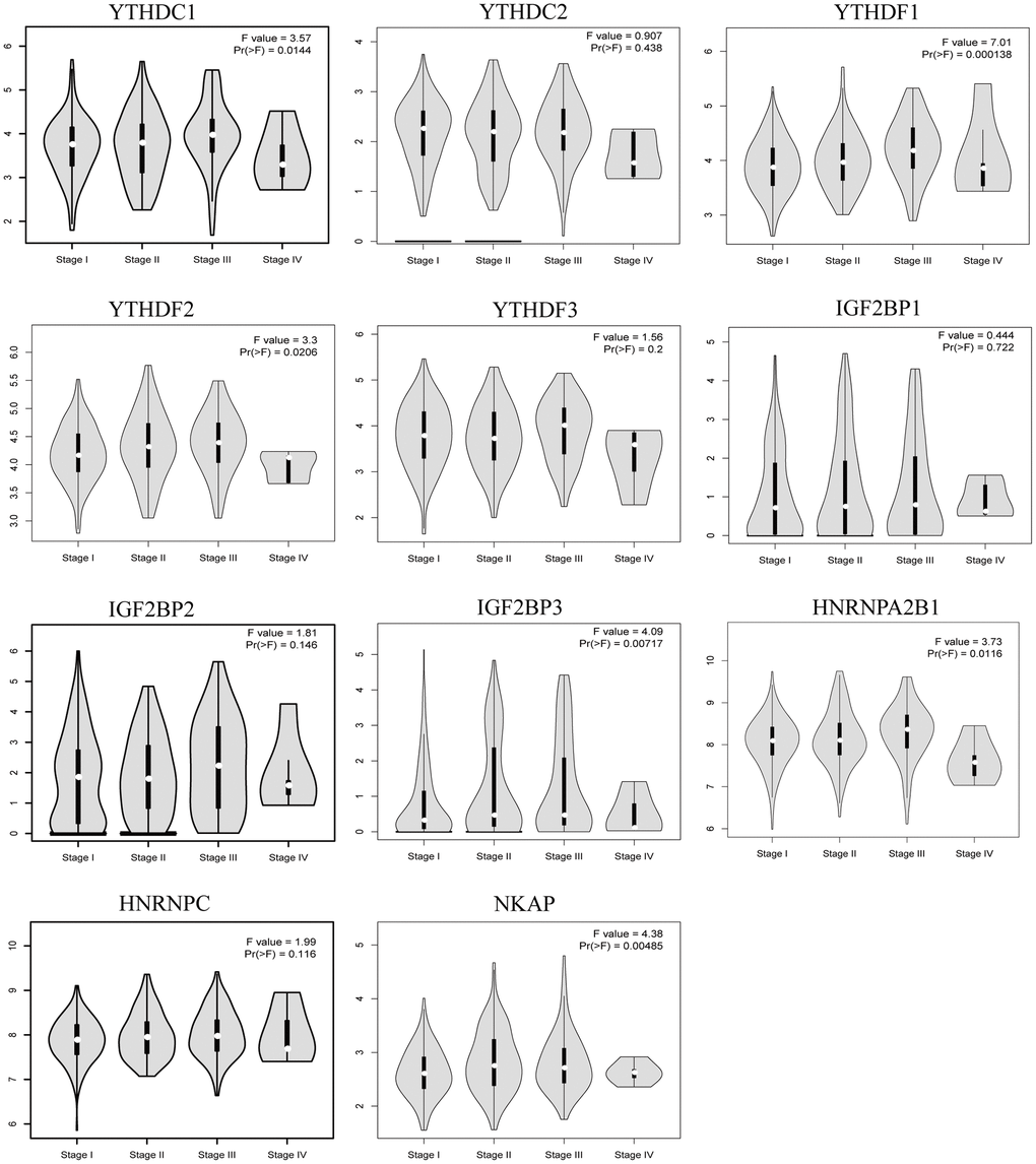 The relationship between m6A “readers” mRNA expression and pathological stage of HCC patients (GEPIA2 database). The mRNA expression level of YTHDC1, YTHDF1, YTHDF2, IGF2BP3, HNRNPA2B1 and NKAP were correlated with tumor stage.