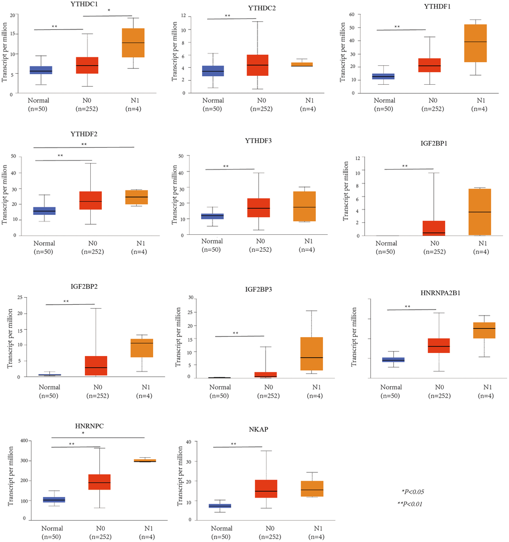 The relationship between m6A “readers” mRNA expression and lymph node metastasis of HCC patients (UALCAN database). YTHDF2 and HNRNPC showed significant difference between normal and N1. YTHDC1 showed significant difference between N0 and N1, while YTHDC2, YTHDF1, YTHDF3, IGF2BP1, IGF2BP2, IGF2BP3, HNRNPA2B1, and NKAP showed significant difference between normal and N0.