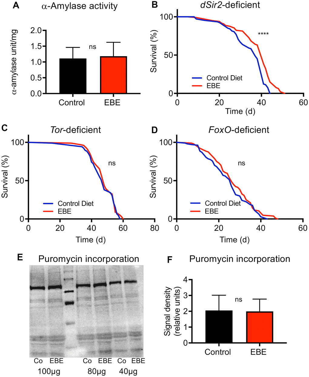 Mode of action of the Eisenia bicyclis extract induced lifespan prolongation. The alpha-Amylase activity of control flies and EBE treated ones (A) are displayed. Lifespan analyses of control and EBE-treated female flies of the genotypes: dSir2-deficient (B), TOR-deficient (C), and FoxO-deficient (D). Western blot analysis of samples from control flies (Co) and EBE-treated ones (EBE) of puromycin treated flies (E) and the quantification of bad intensities (F). lifespan did not increase on concentrated medium containing 0.05 % EBE, (n > 100 per condition). Protein synthesis of flies treated with 0.05 % EBE was not affected (E, F). N≥10, mean values ± S.E.M. are given (A, F). Statistical analyses were performed with unpaired t-tests. ns means not significant. (B–D, n > 100 per condition). Statistical analyses were done using a log-rank test. ns means not significant, **** means p