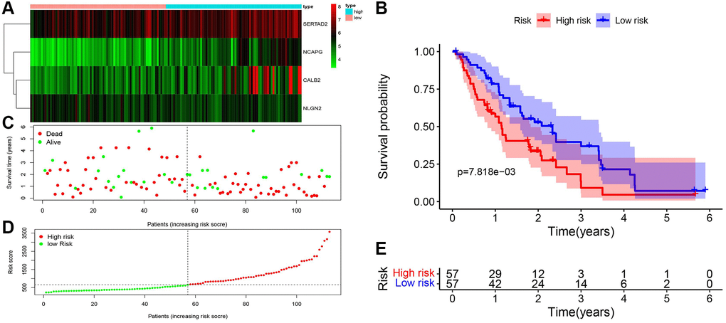 Validation of ADCP-associated risk score in GEO cohorts. (A) Heatmap of the 4 screened ARGs in GSE28735 and GSE62452. (B) Survival analysis of high-risk group and low-risk group. (C) Number of patients in low risk group and high risk group. (D and E) The distribution of patients by risk score in GSE28735 and GSE62452.