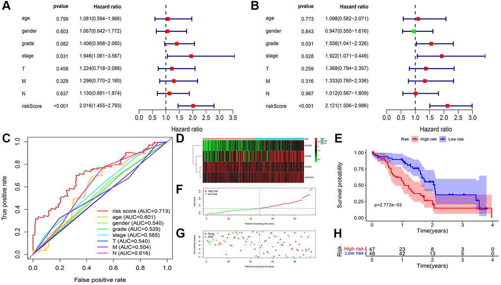 ADCP-associated risk score of PDAC patients and validation in our local cohorts. (A) Univariate cox regression of clinical feature and risk score in TCGA-PAAD. (B) Multivariate cox regression of clinical feature and risk score in TCGA-PAAD. (C) ROC of risk score in our local cohort (D) Heatmap of the 4 screened ARGs in TCGA-PAAD cohort. (E) Survival analysis of high-risk group and low-risk group. (F) Number of patients in low risk group and high risk group. (G and H) The distribution of patients by risk score in TCGA-PAAD.