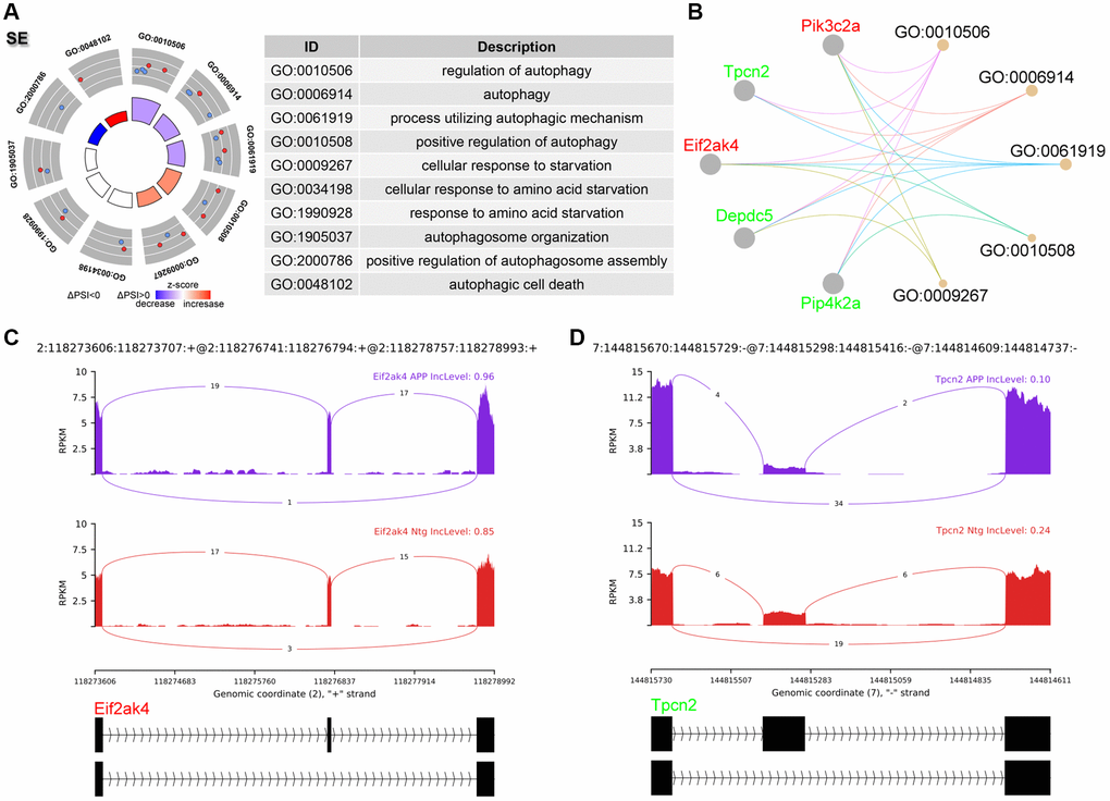 Analysis of SE events. (A) Significant GO terms enriched in genes involved in SE events. (B) Cnetplot revealed genes in these enriched GO terms. Eif2ak4 colored in red indicated increased PSI level, while Tpcn2 colored in green represented decreased PSI level. (C, D) The detailed sashimi plots for Eif2ak4 and Tpcn2.