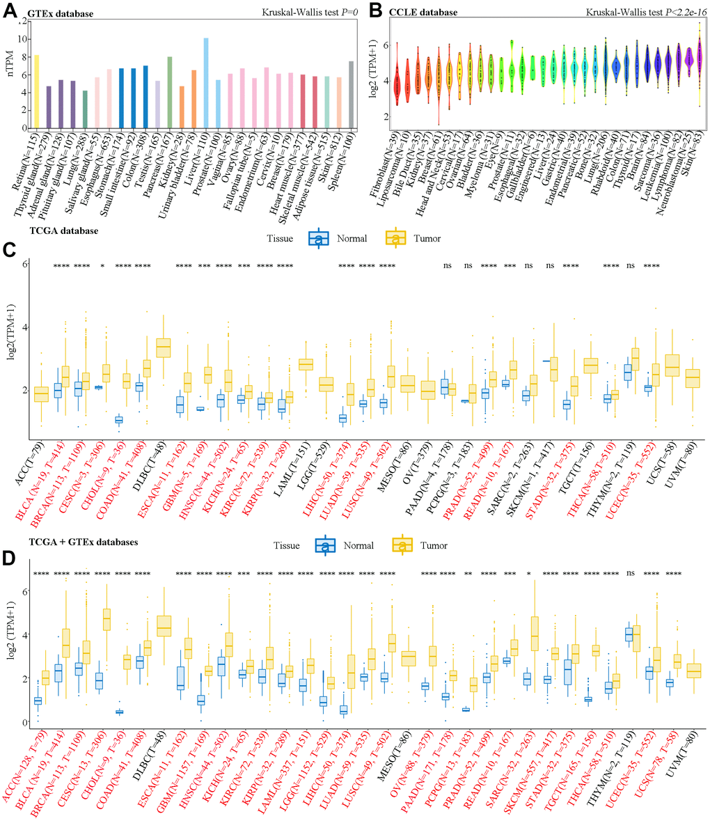 Analysis of SAAL1 mRNA expression. Expression levels of SAAL1 in (A) normal tissues, (B) tumor cell lines, (C) tumor tissues and paired adjacent noncancerous tissues in TCGA datasets, and (D) normal and tumor tissue samples combined, respectively, from GTEx and TCGA databases. *P