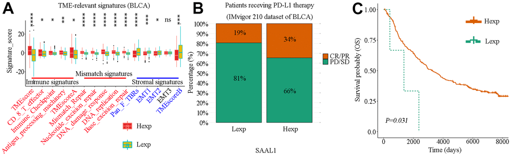 Correlation analysis of SAAL1 expression and TME-relevant signatures and immune checkpoint blockade therapy in BLCA. (A) Correlation analysis of SAAL1 expression and TME-relevant signatures. (B) Correlation between high and low SAAL1 expression and therapeutic response to PD-L1 blockade immunotherapy in BLCA patients. (C) SAAL1 expression-based Kaplan-Meier OS curves for BLCA patients who had received anti-PD-L1 immunotherapy. *P