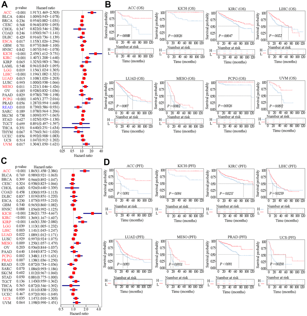 Relationship between SAAL1 expression and OS and PFI. (A) Forest plot of hazard ratios for OS (univariate survival analysis) in various cancer types. (B) Kaplan-Meier curves for OS derived from patients stratified according to SAAL1 gene expression. (C) Forest plot of hazard ratios for PFI. (D) Kaplan-Meier curves for PFI.