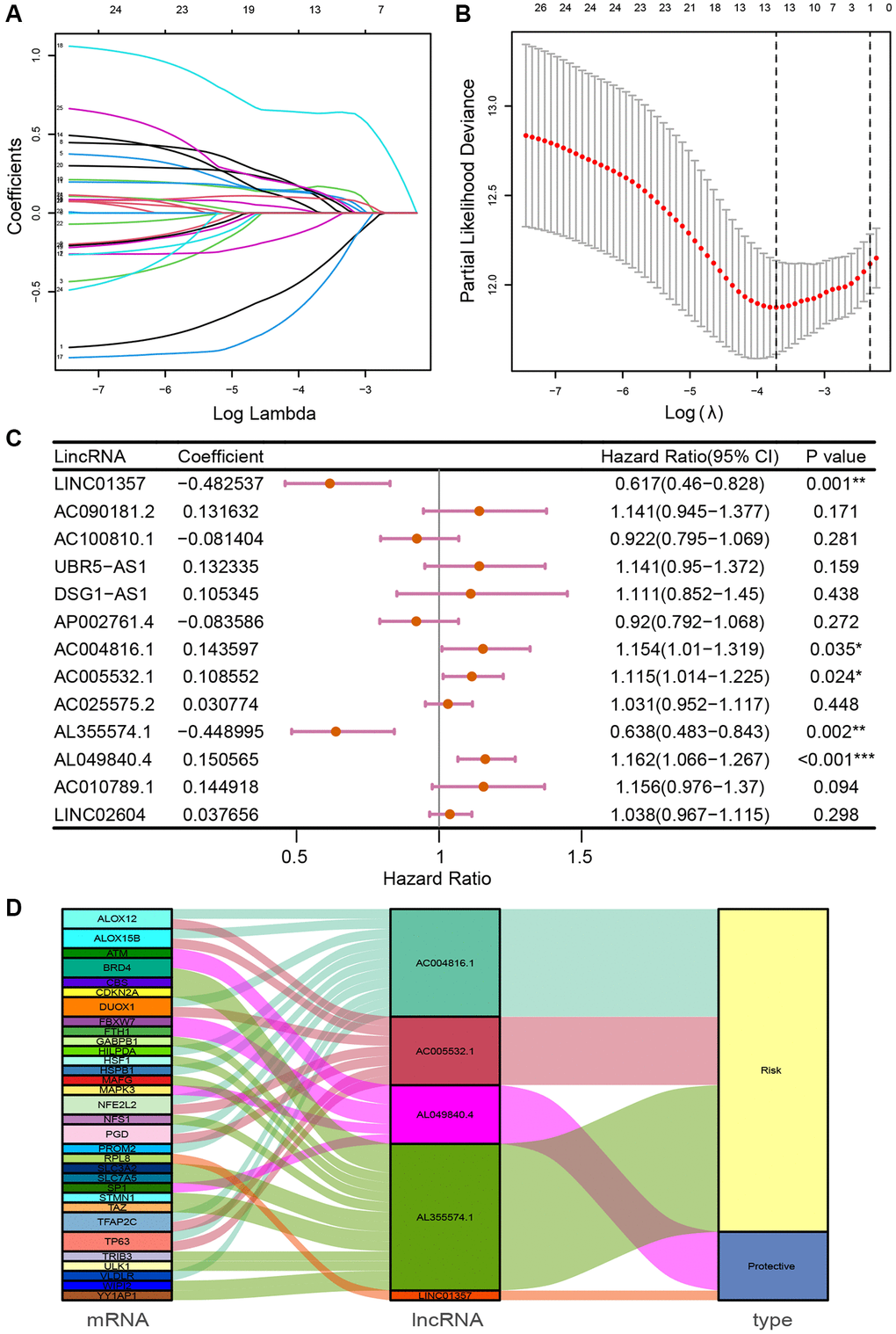 Identification of prognosis-related FRLs and establishment of FRLSG. (A, B) The LASSO regression model for the identification of the most robust FRLs. (C) Forest plot demonstrating FRLs associated with GC survival, analyzed by multivariate Cox regression. *P **P ***P D) Sankey diagram showing the relationships among FRGs, FRLs and risk type.